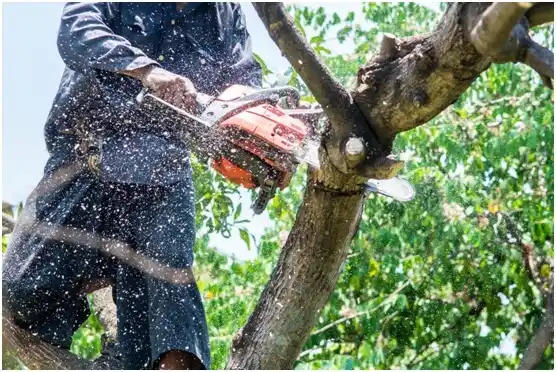 tree services Knoxville